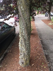 Prunus cerasifera