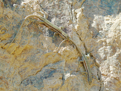Darevskia parvula