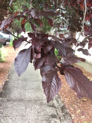 Prunus cerasifera
