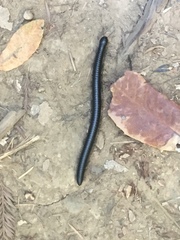 Paeromopodidae