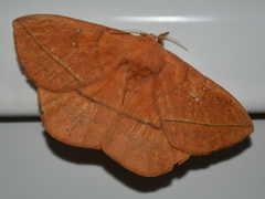 Lonomia obliqua