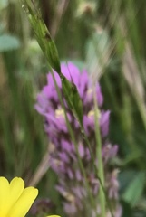 Castilleja densiflora