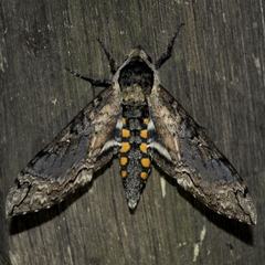 Manduca contracta