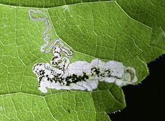 Aspilanta hydrangaeella