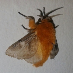 Megalopyge vulpina