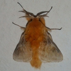 Megalopyge vulpina