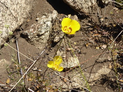 Calochortus concolor