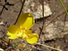 Calochortus concolor