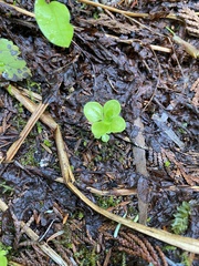 Galium kamtschaticum