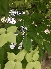Cornus nuttallii