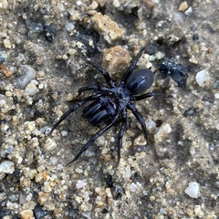 Atypidae
