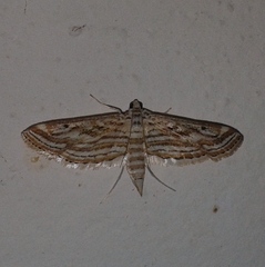 Parapoynx fluctuosalis