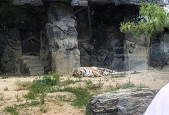 Panthera tigris altaica