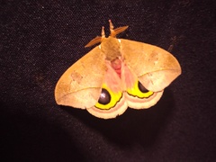 Automeris