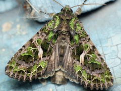 Trachea atriplicis