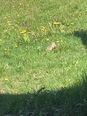 Urocitellus richardsonii