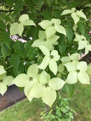 Cornus nuttallii