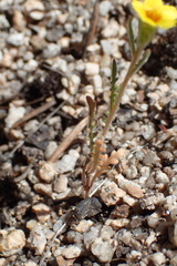 Mentzelia montana