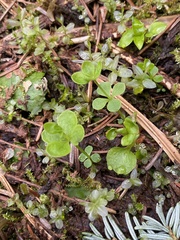 Galium kamtschaticum