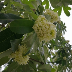 Alstonia angustiloba