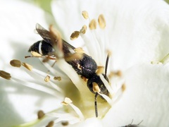 Stenodynerus bluethgeni