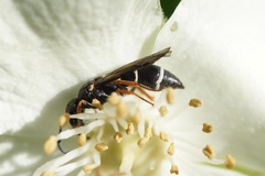 Stenodynerus bluethgeni