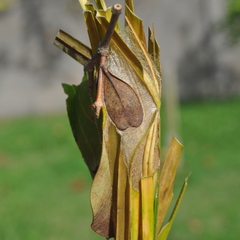 Pseudautomeris grammivora