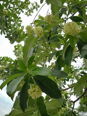 Alstonia angustiloba