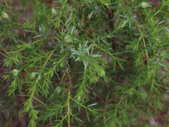 Juniperus navicularis
