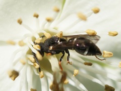 Stenodynerus bluethgeni