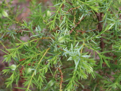 Juniperus navicularis