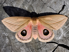 Pseudautomeris grammivora