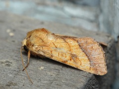 Pyrrhia