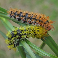 Pseudautomeris grammivora