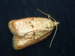 Acleris forsskaleana