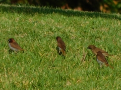 Lonchura punctulata