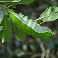 Rothschildia aurota