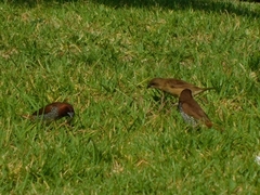 Lonchura punctulata