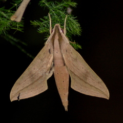 Xylophanes anubus