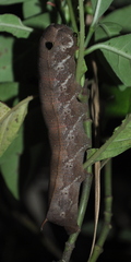 Xylophanes anubus