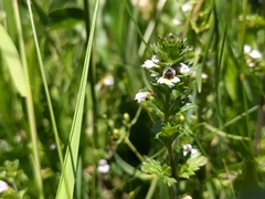 Euphrasia frigida