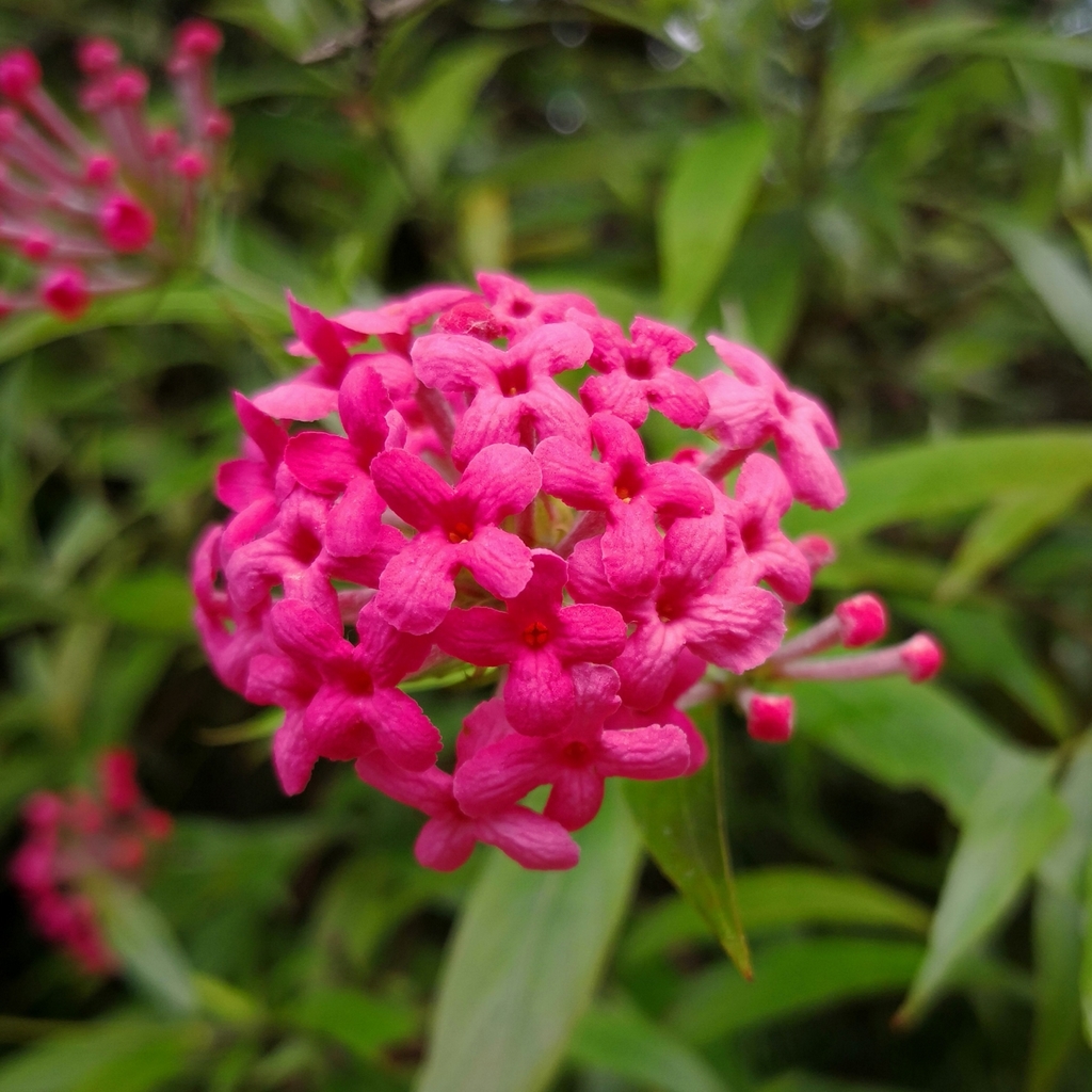 Arachnothryx leucophylla