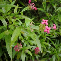 Arachnothryx leucophylla