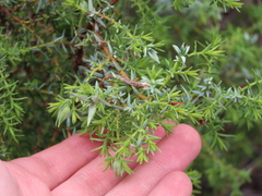 Juniperus navicularis