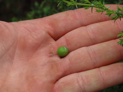 Juniperus navicularis