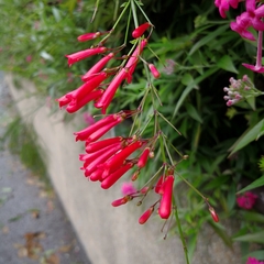 Russelia equisetiformis