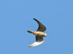 Falco amurensis