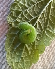 Thysanoplusia orichalcea