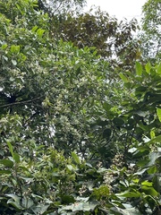 Miconia oerstediana
