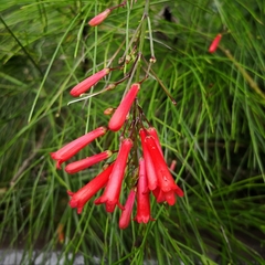 Russelia equisetiformis